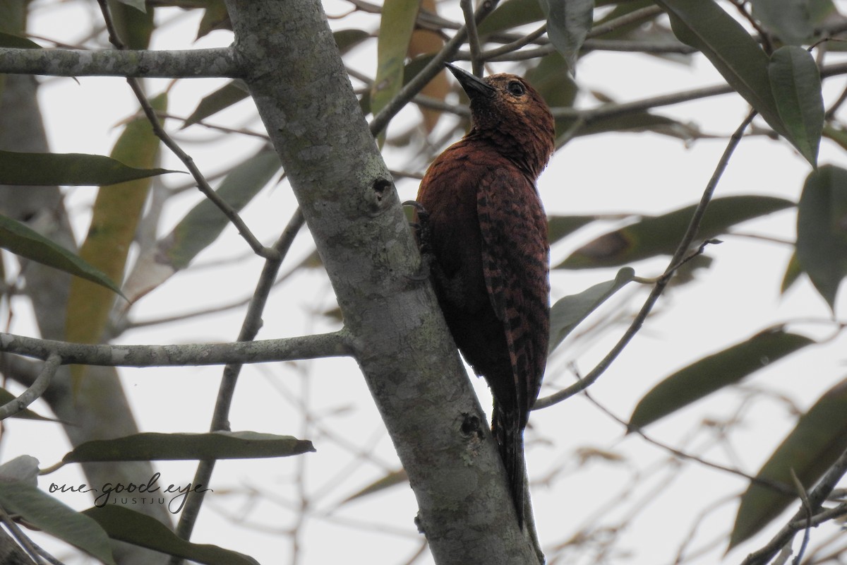 Rufous Woodpecker - ML582018281