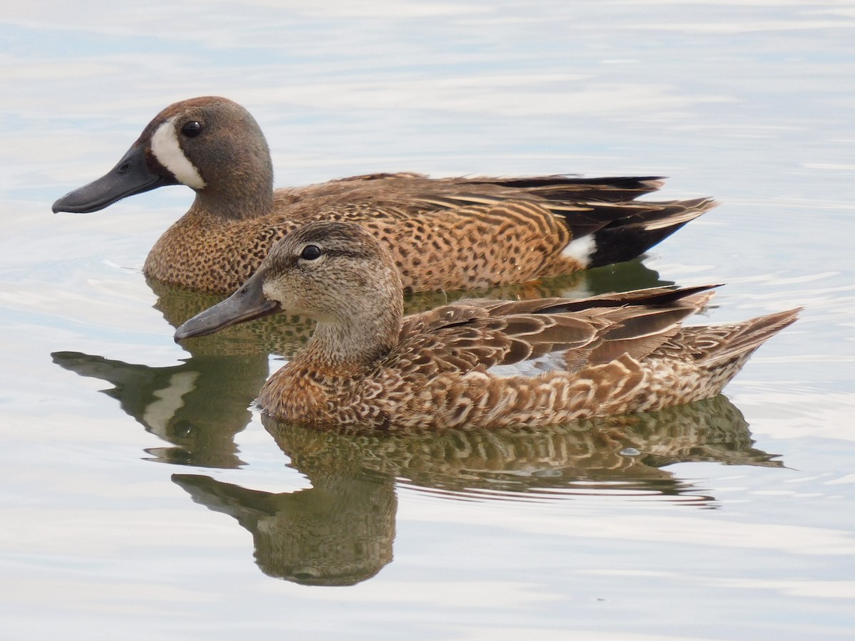 Blue-winged Teal - ML582018421