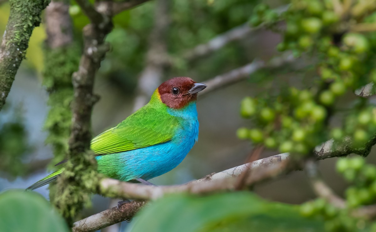 Bay-headed Tanager - ML582020671