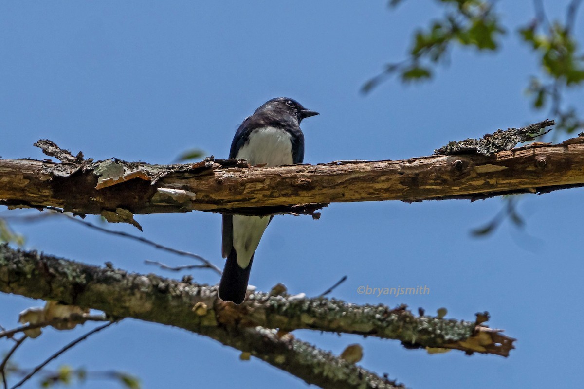 Blue-and-white Flycatcher - ML582025761