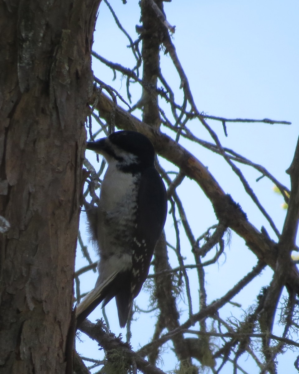 Black-backed Woodpecker - ML582035911