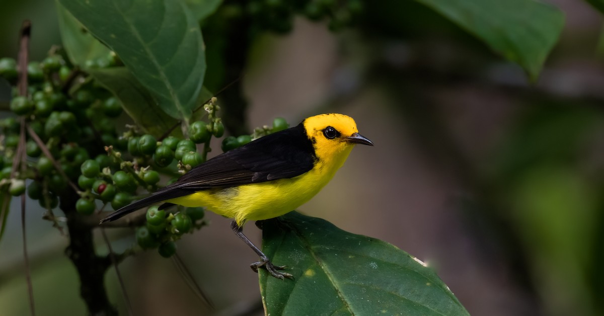 Black-and-yellow Tanager - ML582041281