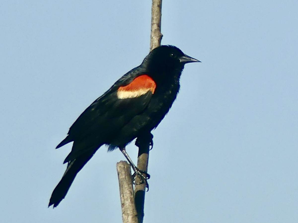 Red-winged Blackbird - ML582041341