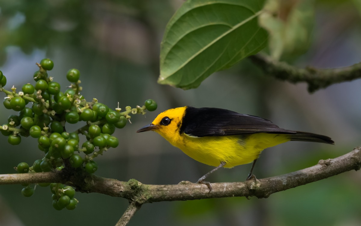 Black-and-yellow Tanager - ML582042361