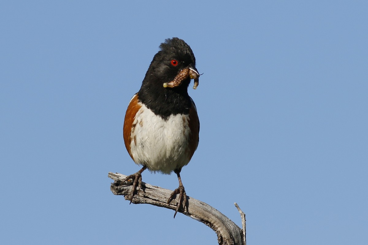 Spotted Towhee - ML58204341
