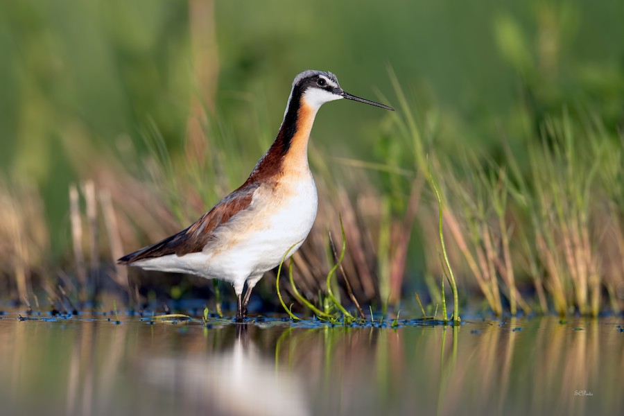 Wilson's Phalarope