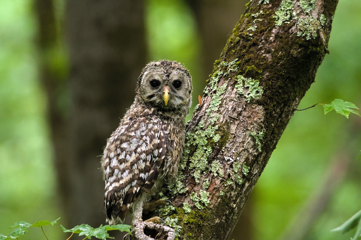 Barred Owl - ML582045911