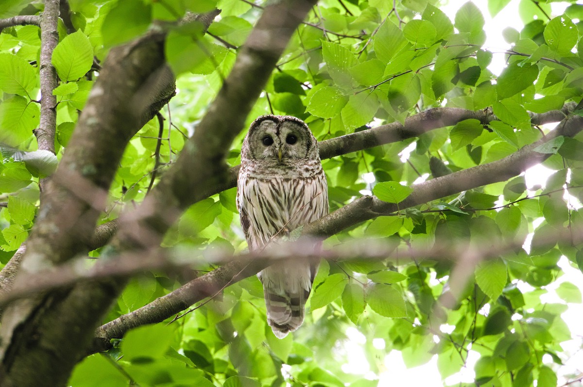 Barred Owl - ML582046201