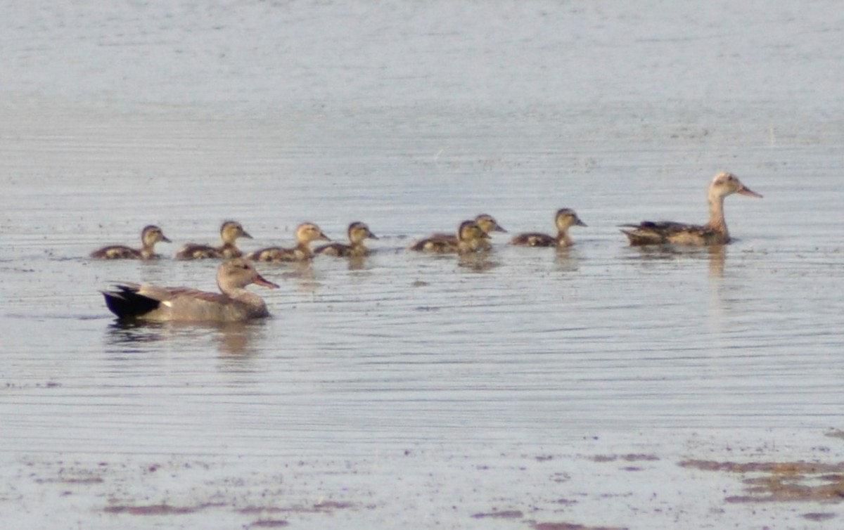 Gadwall - ML582046391