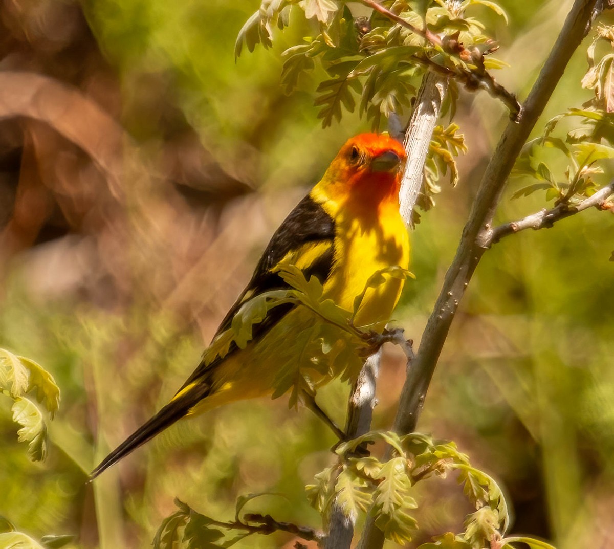 Western Tanager - ML582047181