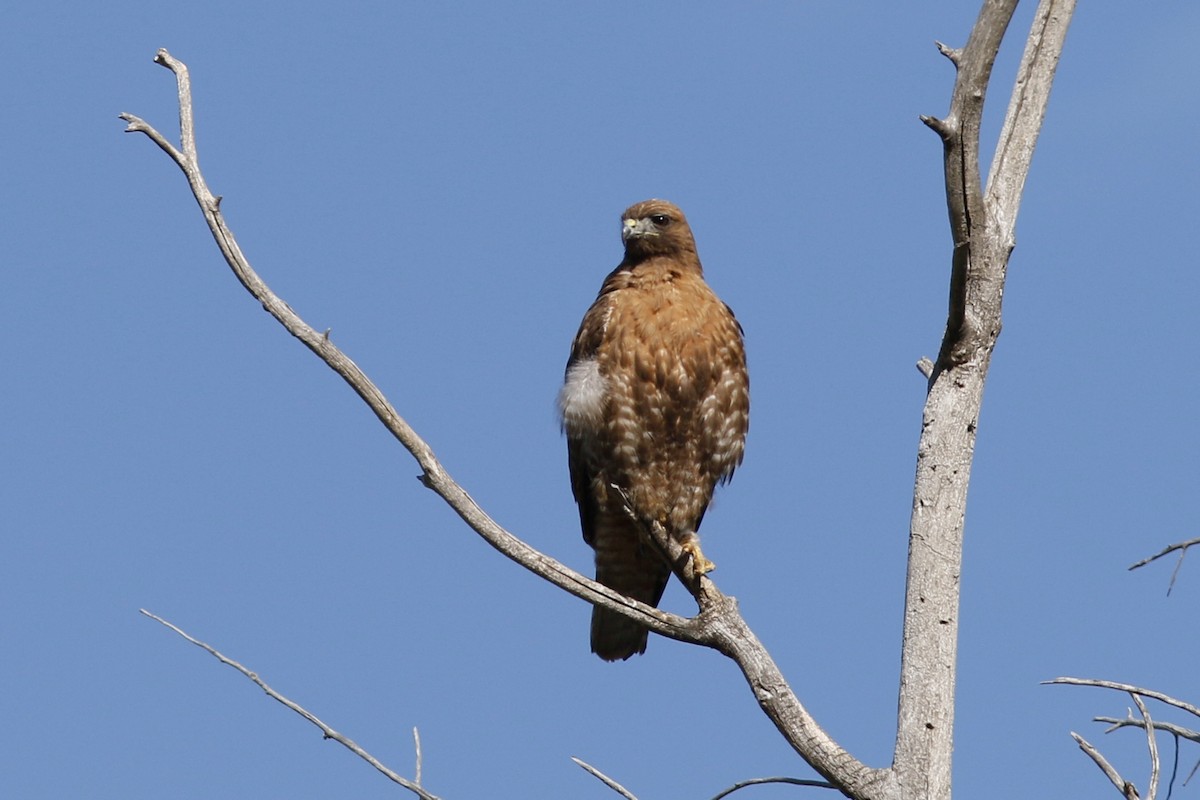 Red-tailed Hawk - ML58204801