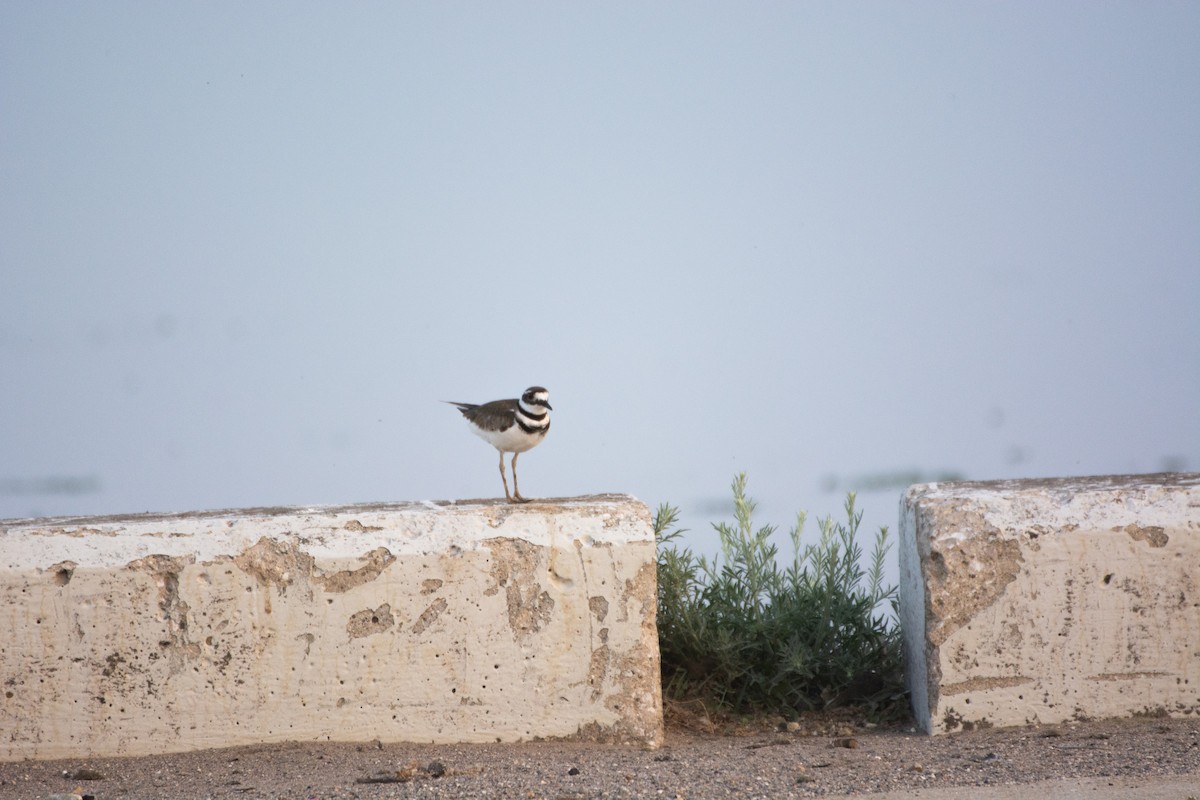 Killdeer - ML582048451