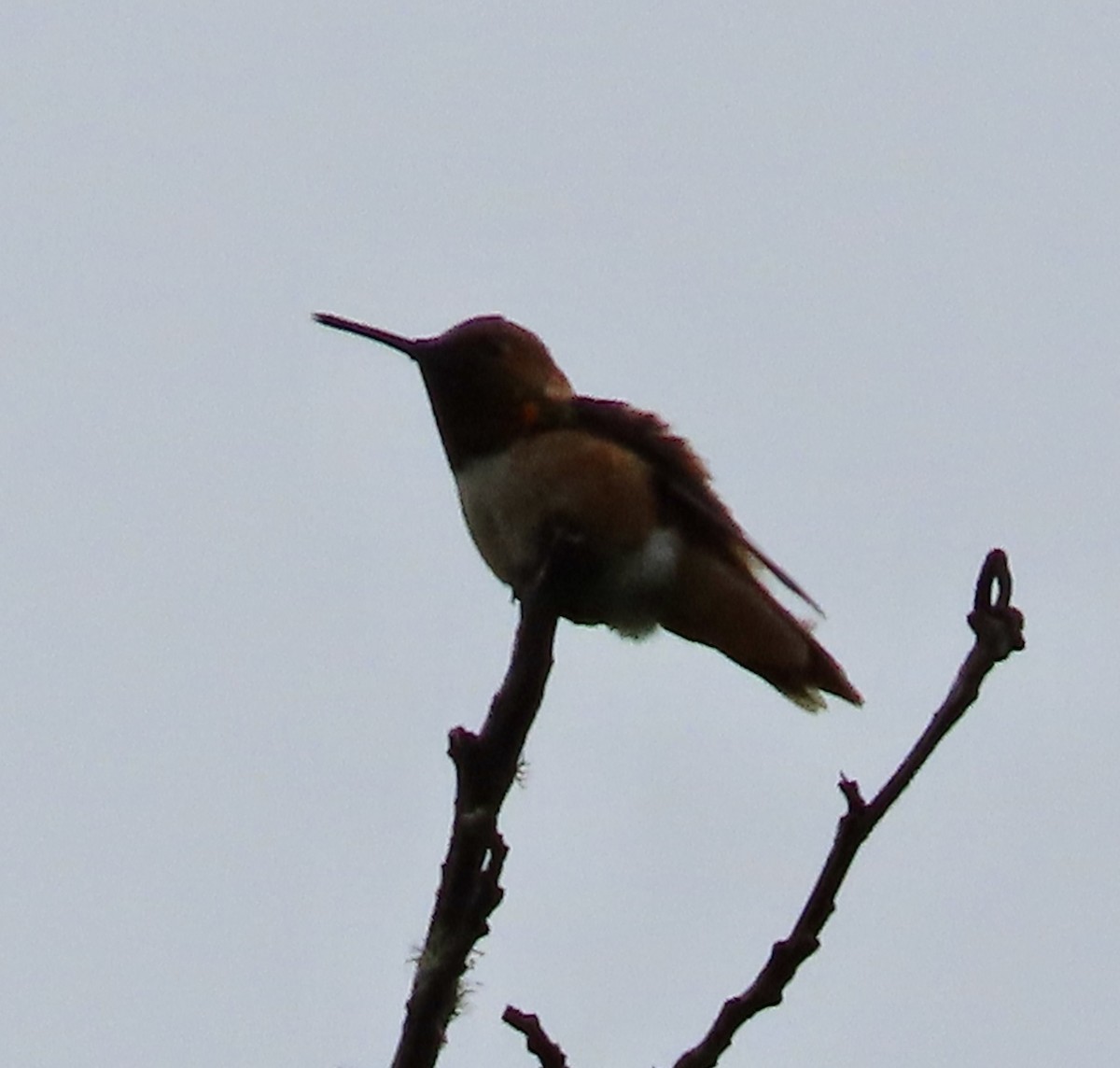 Allen's Hummingbird - ML582048651