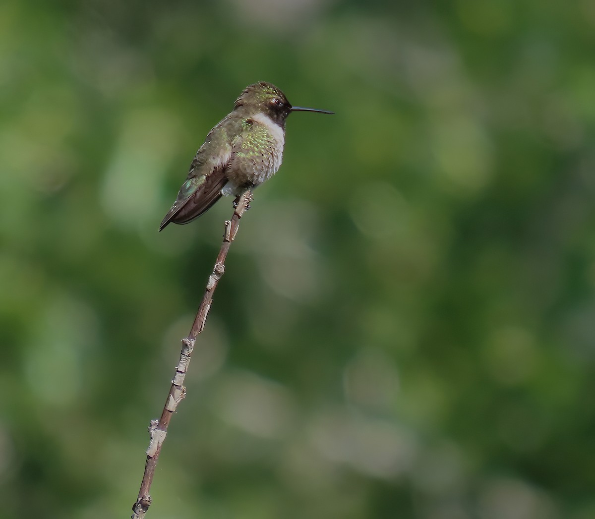 Black-chinned Hummingbird - ML582050621