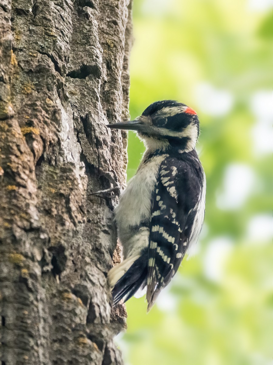 Hairy Woodpecker - ML582052151