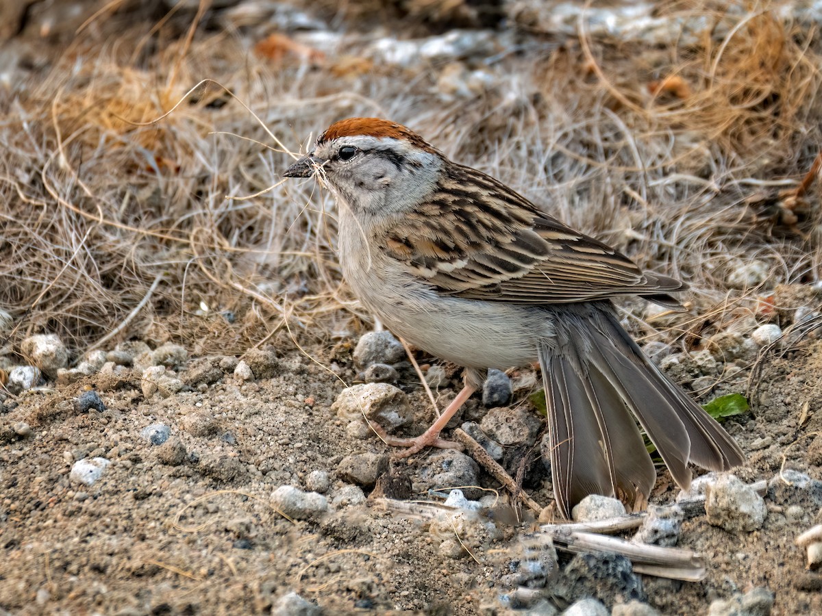 Chipping Sparrow - ML582052891
