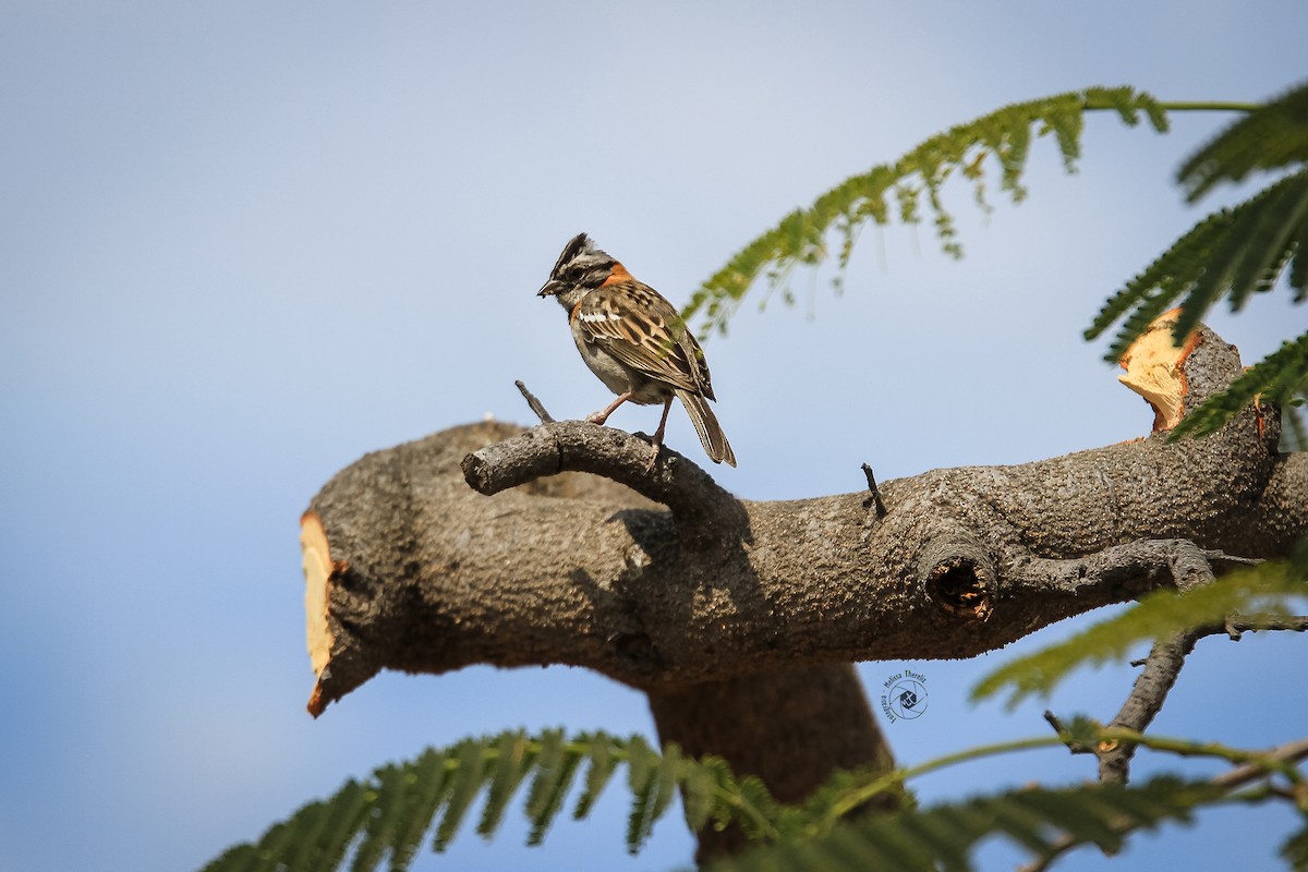 Rufous-collared Sparrow - Melissa Thereliz
