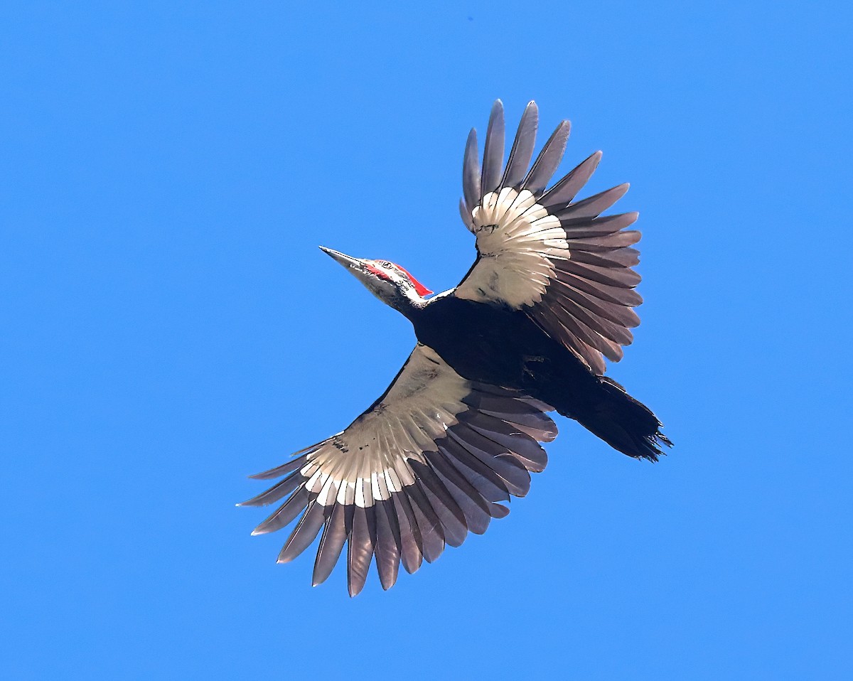 Pileated Woodpecker - ML582058291