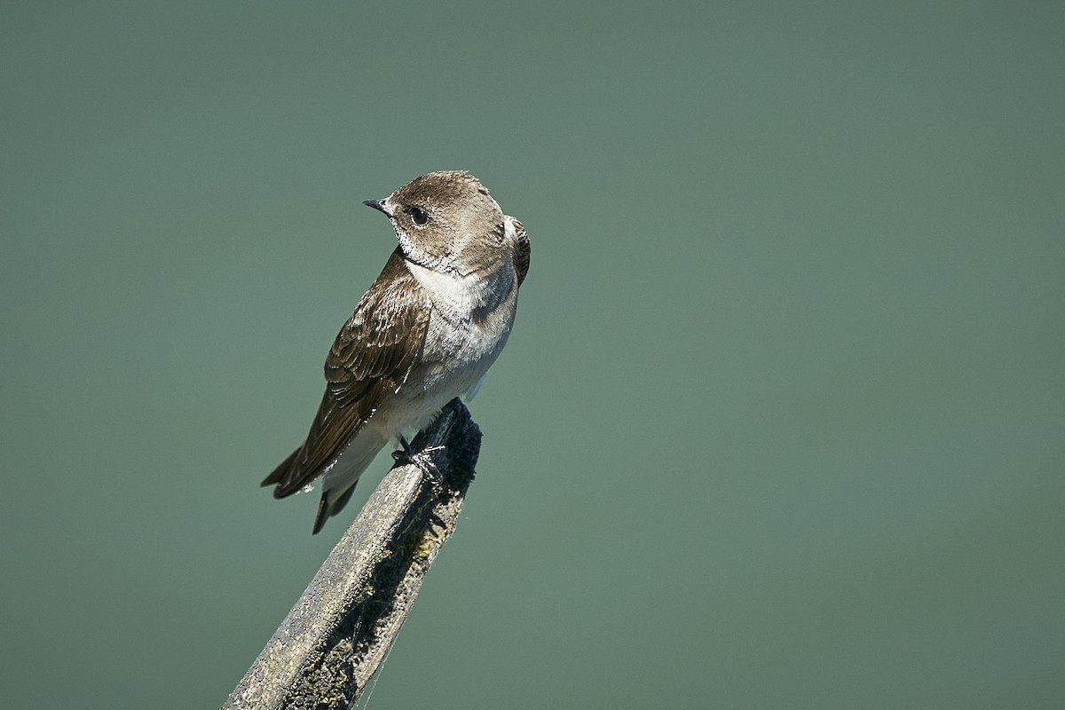 Northern Rough-winged Swallow - ML582058771