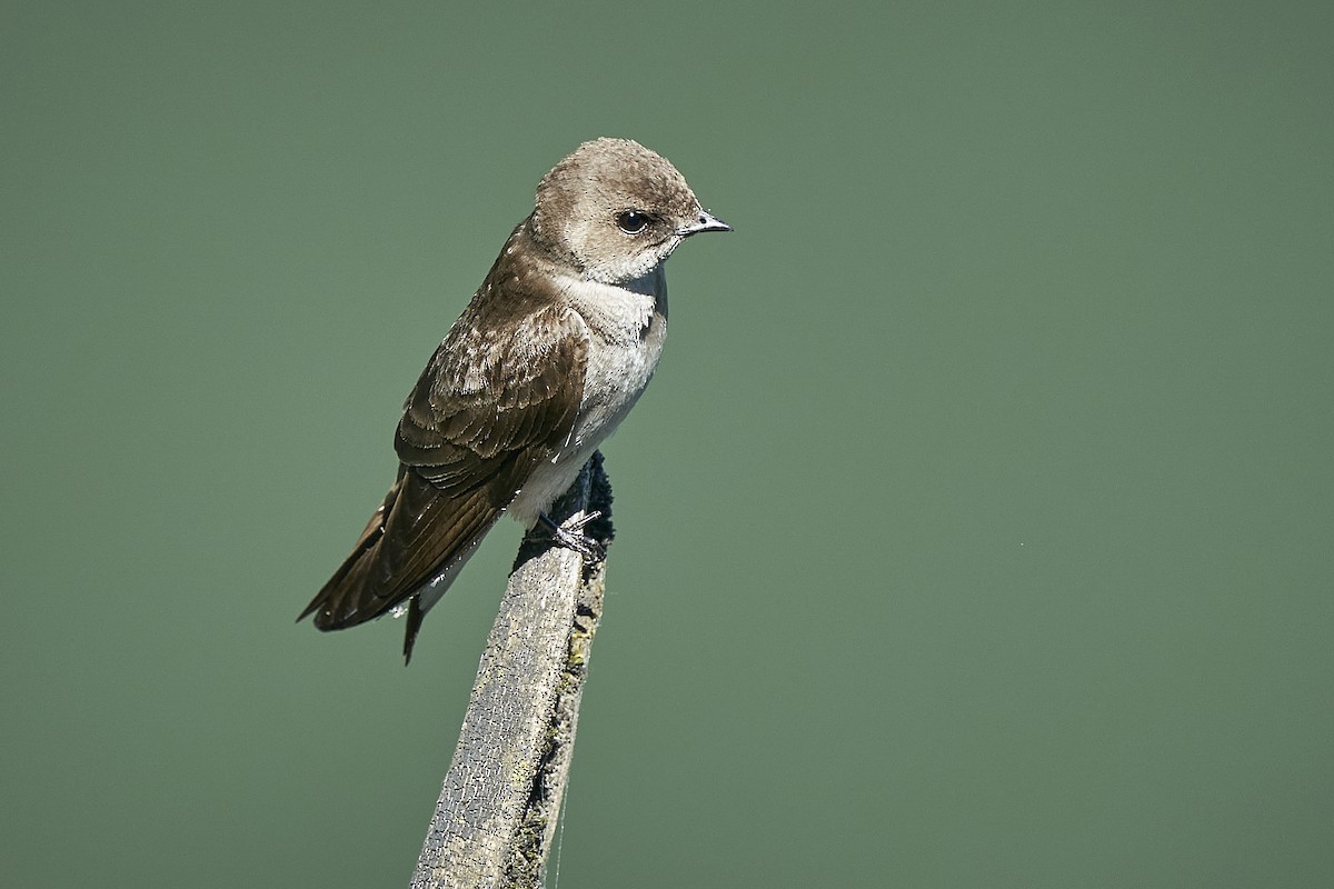 Northern Rough-winged Swallow - ML582058781