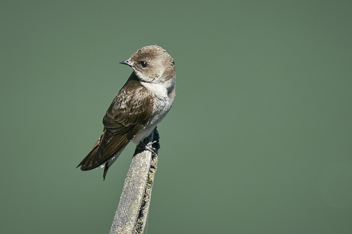 Northern Rough-winged Swallow - ML582058801