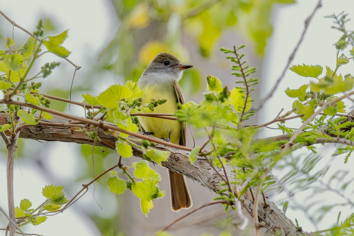Great Crested Flycatcher - ML582059511