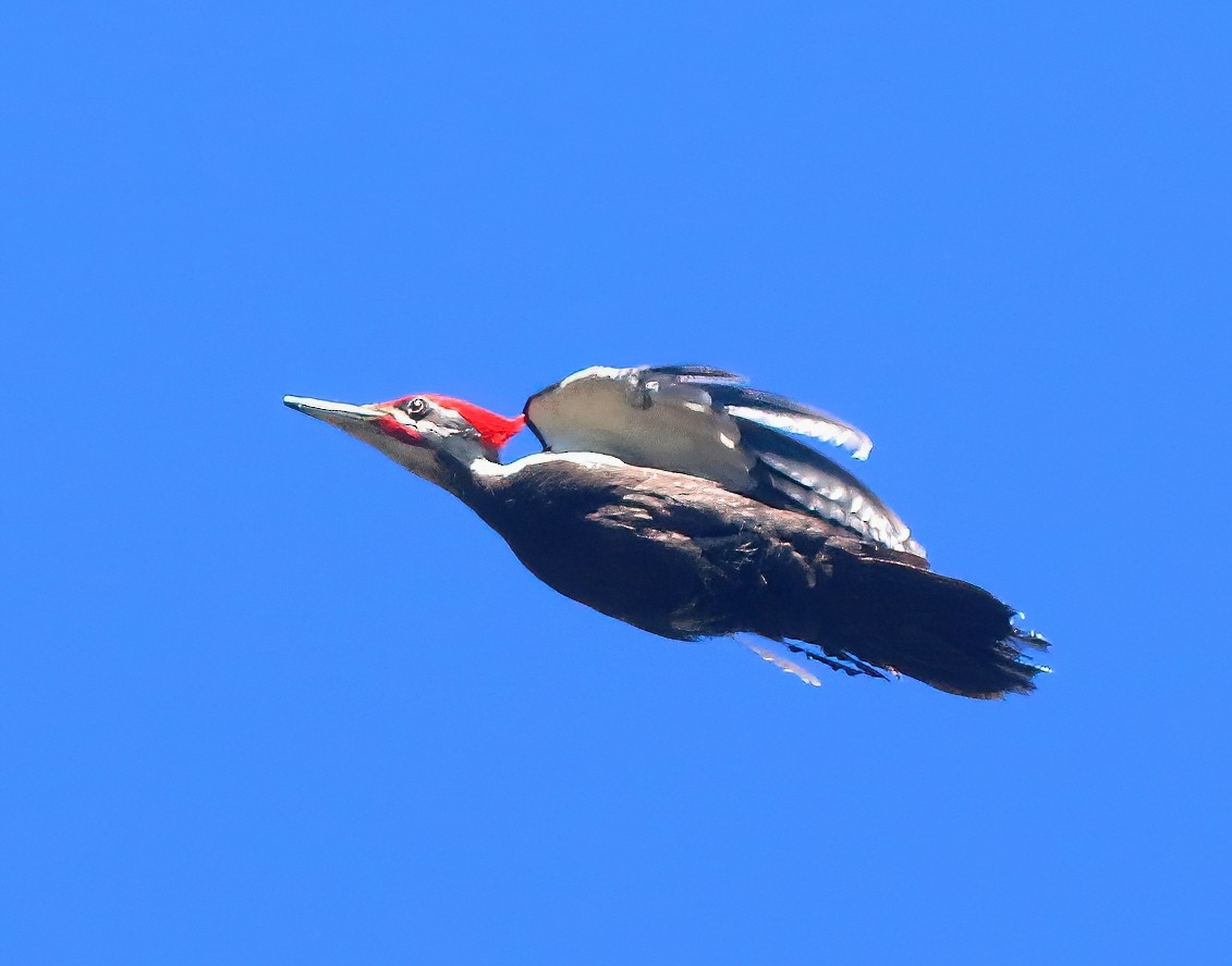 Pileated Woodpecker - ML582059531