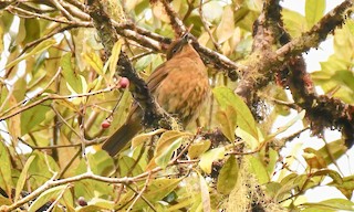  - MacGregor's Bowerbird