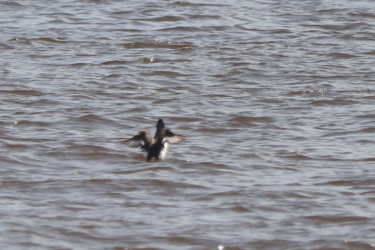 Greater Scaup - ML582060811