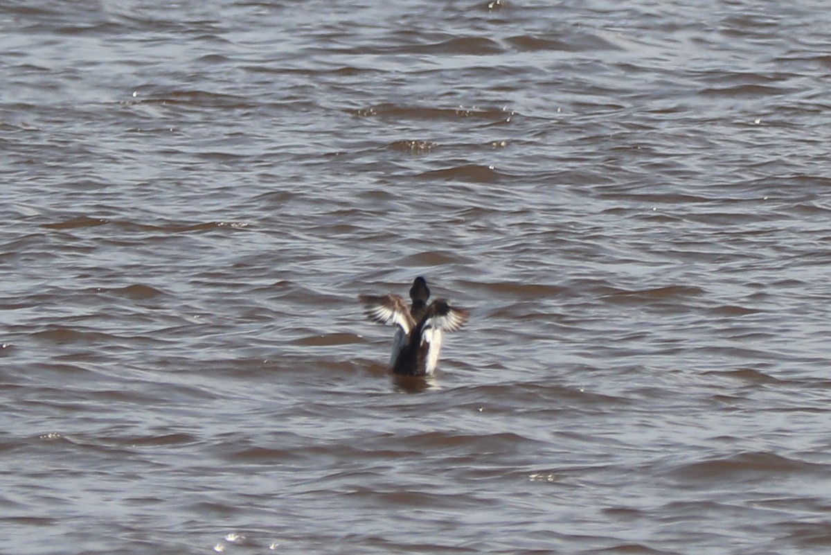 Greater Scaup - ML582060821