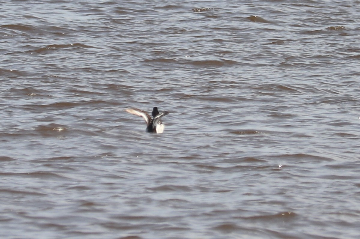 Greater Scaup - ML582060831