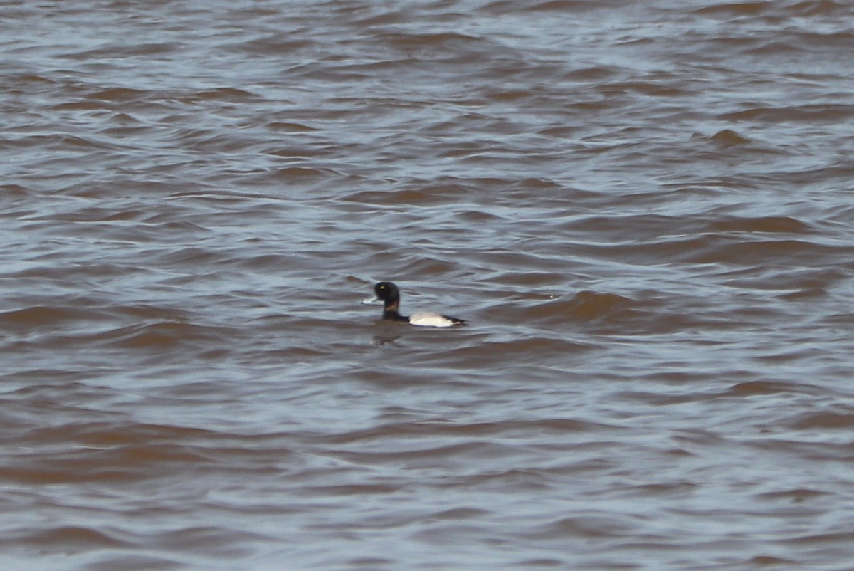 Greater Scaup - ML582060841