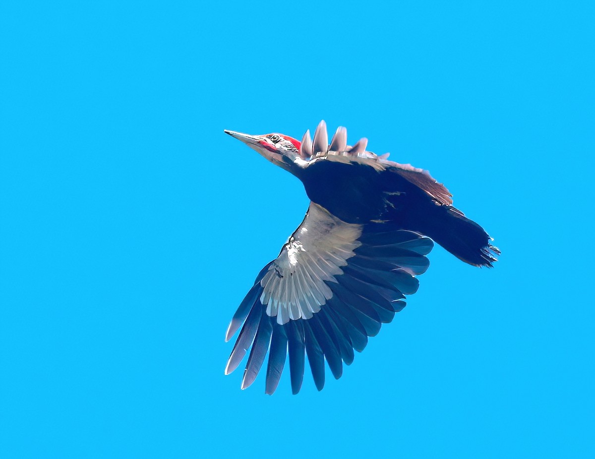 Pileated Woodpecker - ML582062831