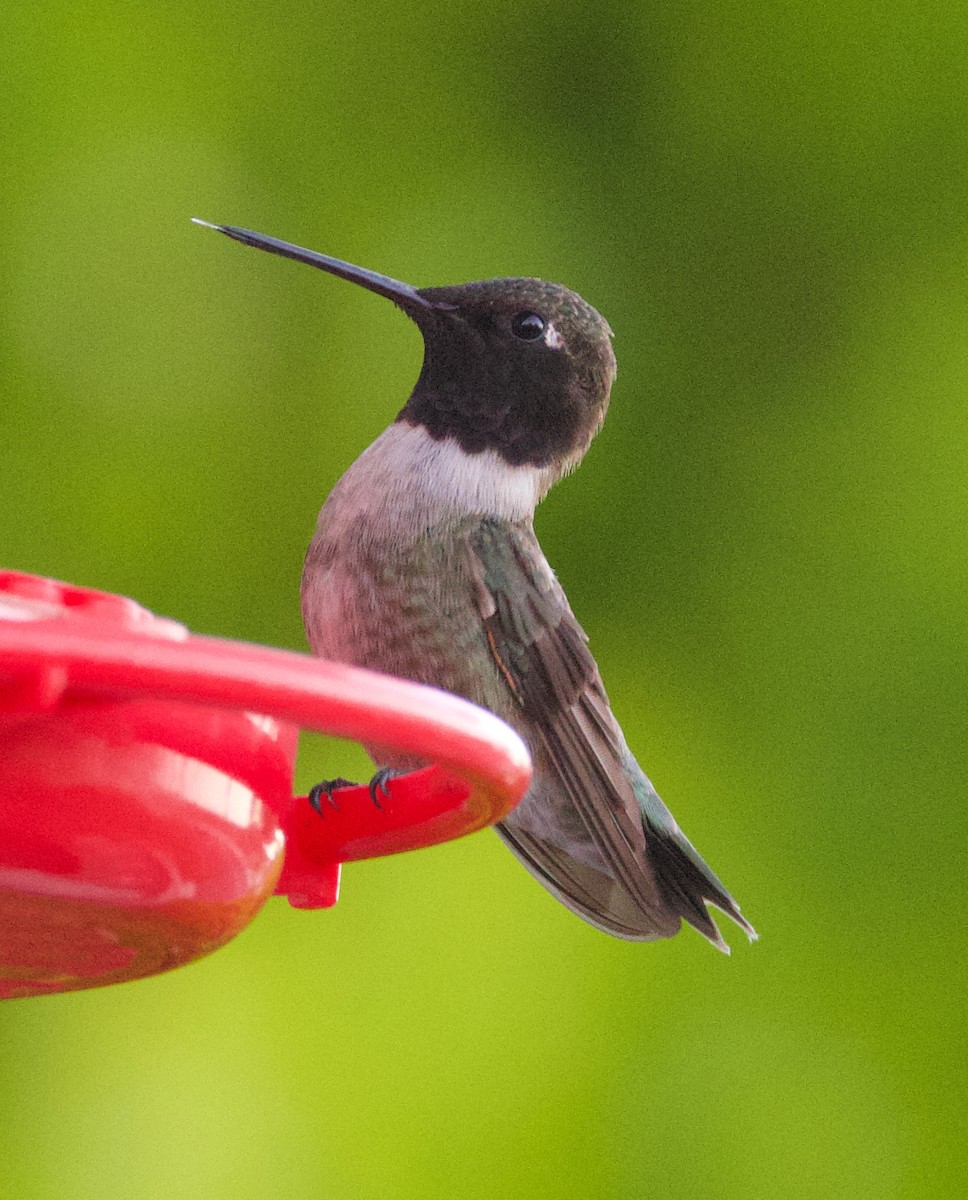 Black-chinned Hummingbird - Matt Yawney