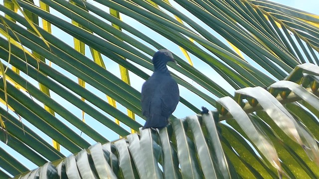 White-crowned Pigeon - ML582066611