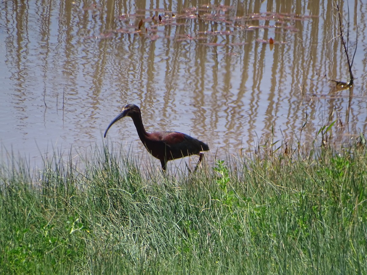 ibis americký - ML582066651