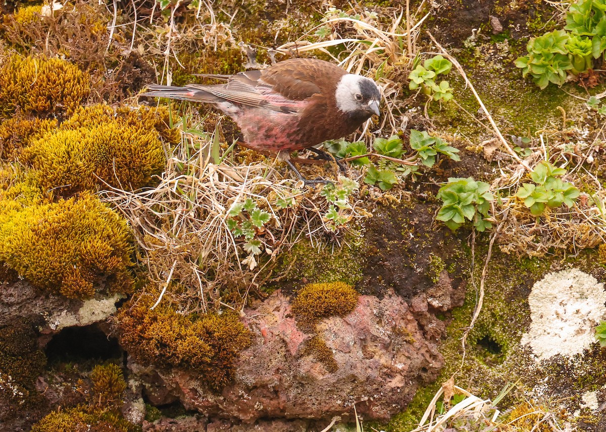 Gray-crowned Rosy-Finch (Pribilof Is.) - ML582076691