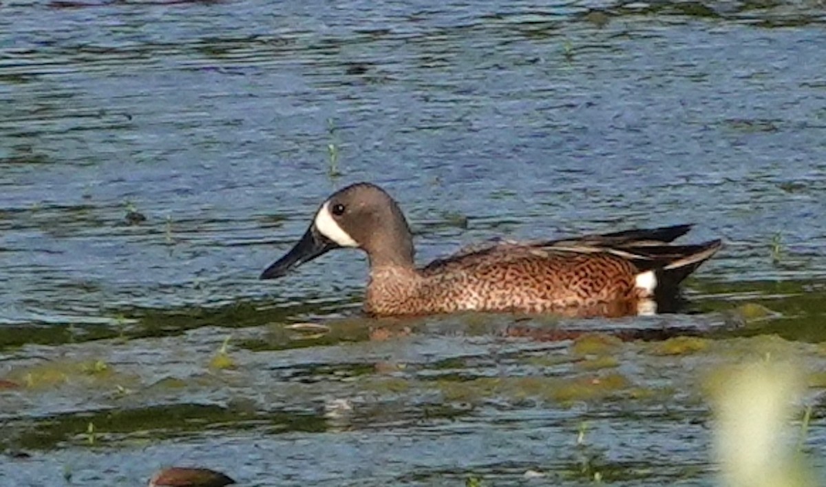 Blue-winged Teal - ML582077261