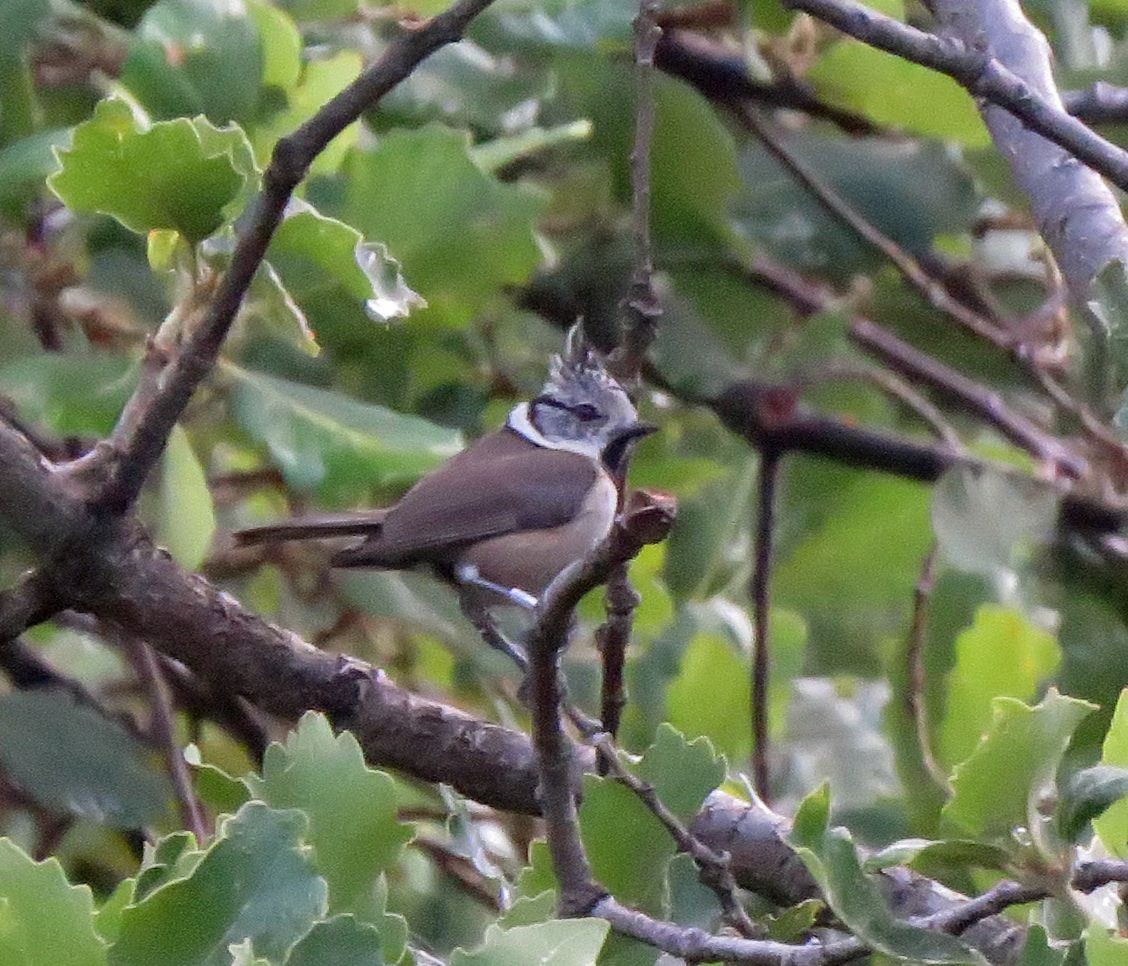 Crested Tit - ML582078511