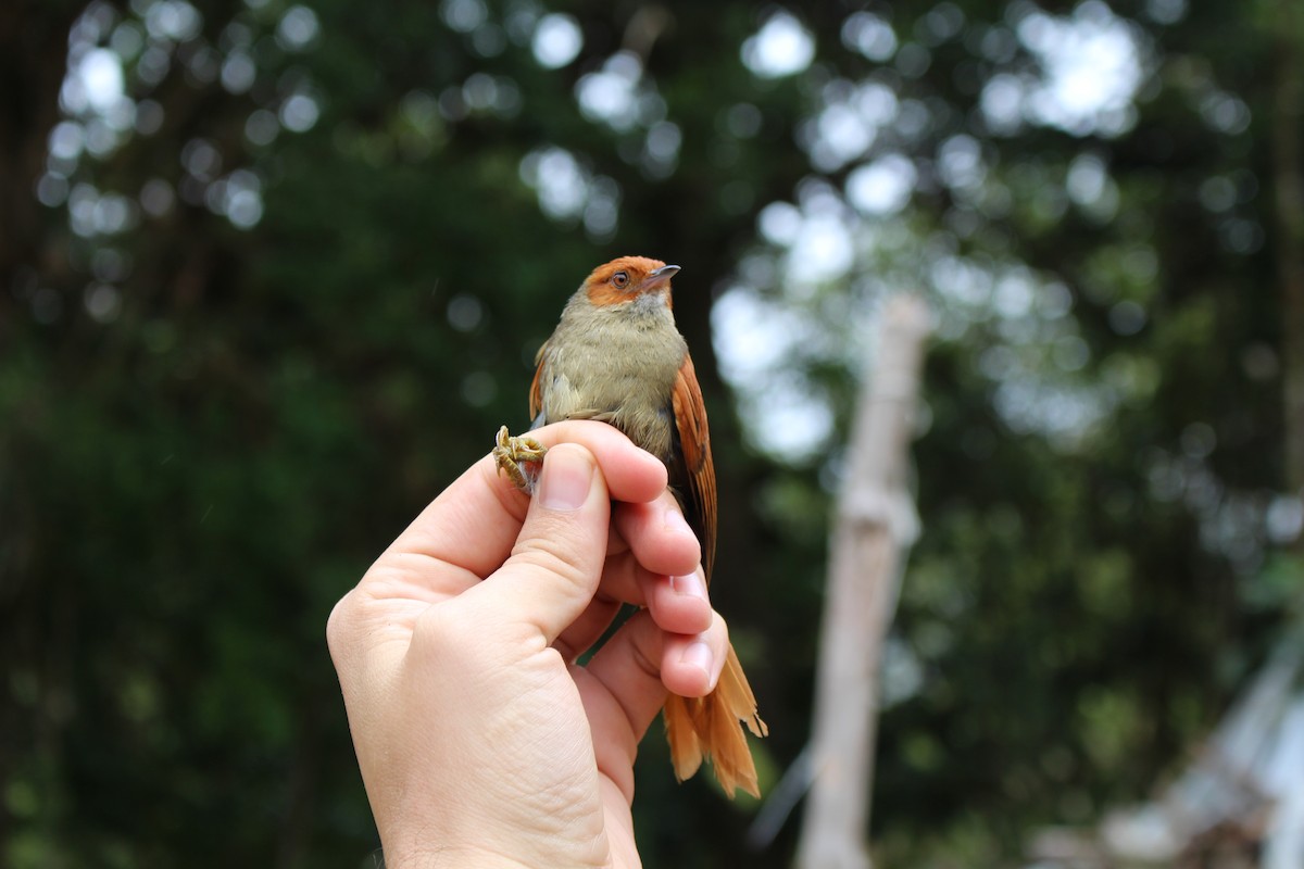 Red-faced Spinetail - ML582079611