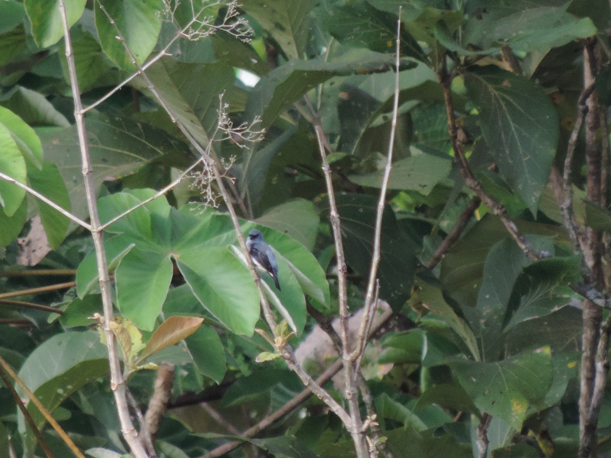 Plain-colored Tanager - ML58208051