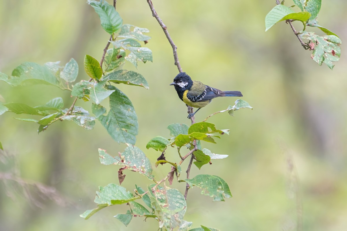 Green-backed Tit - ML582082211