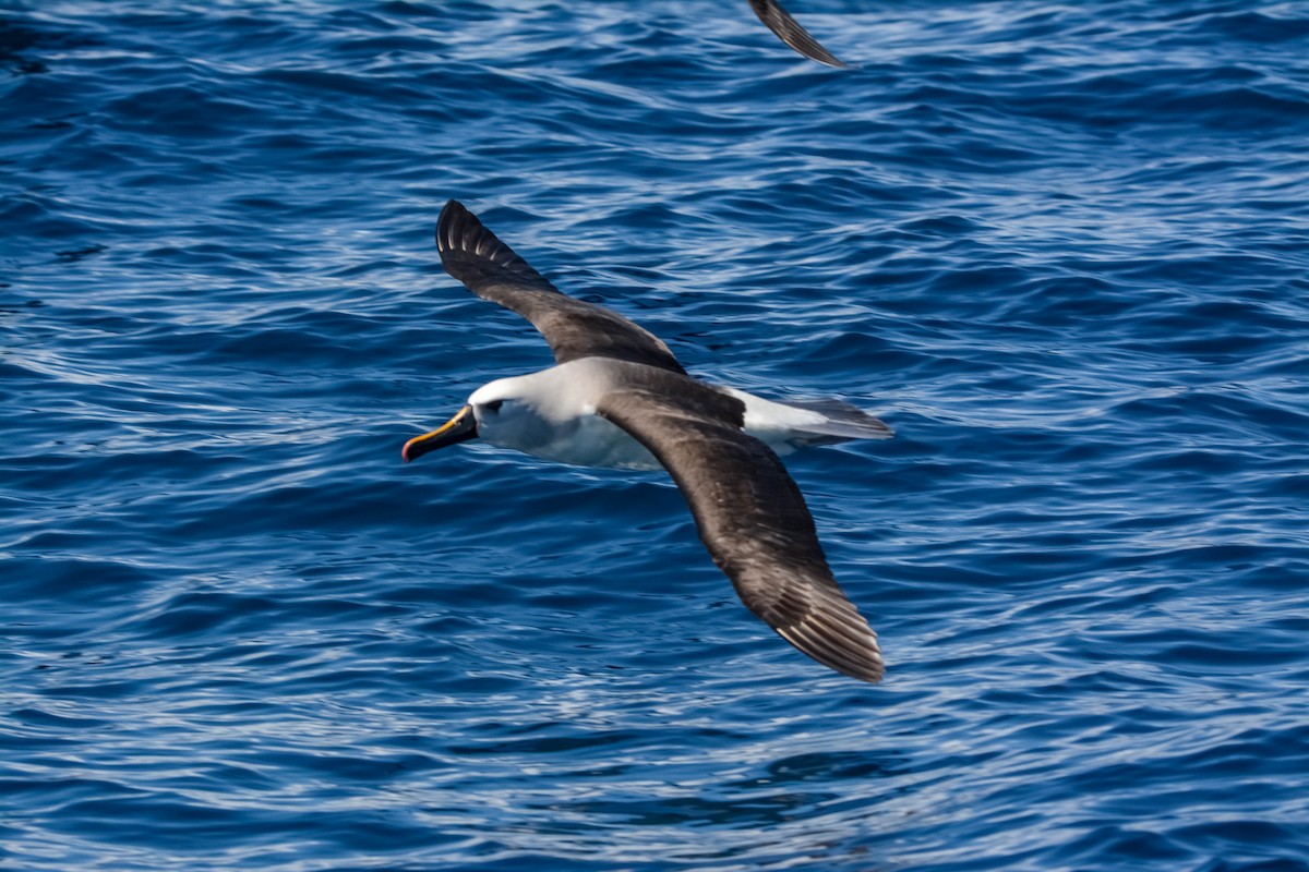 Atlantic/Indian Yellow-nosed Albatross - ML582083251