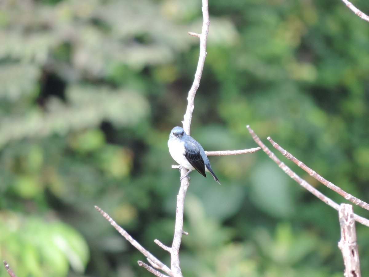 Plain-colored Tanager - ML58208681