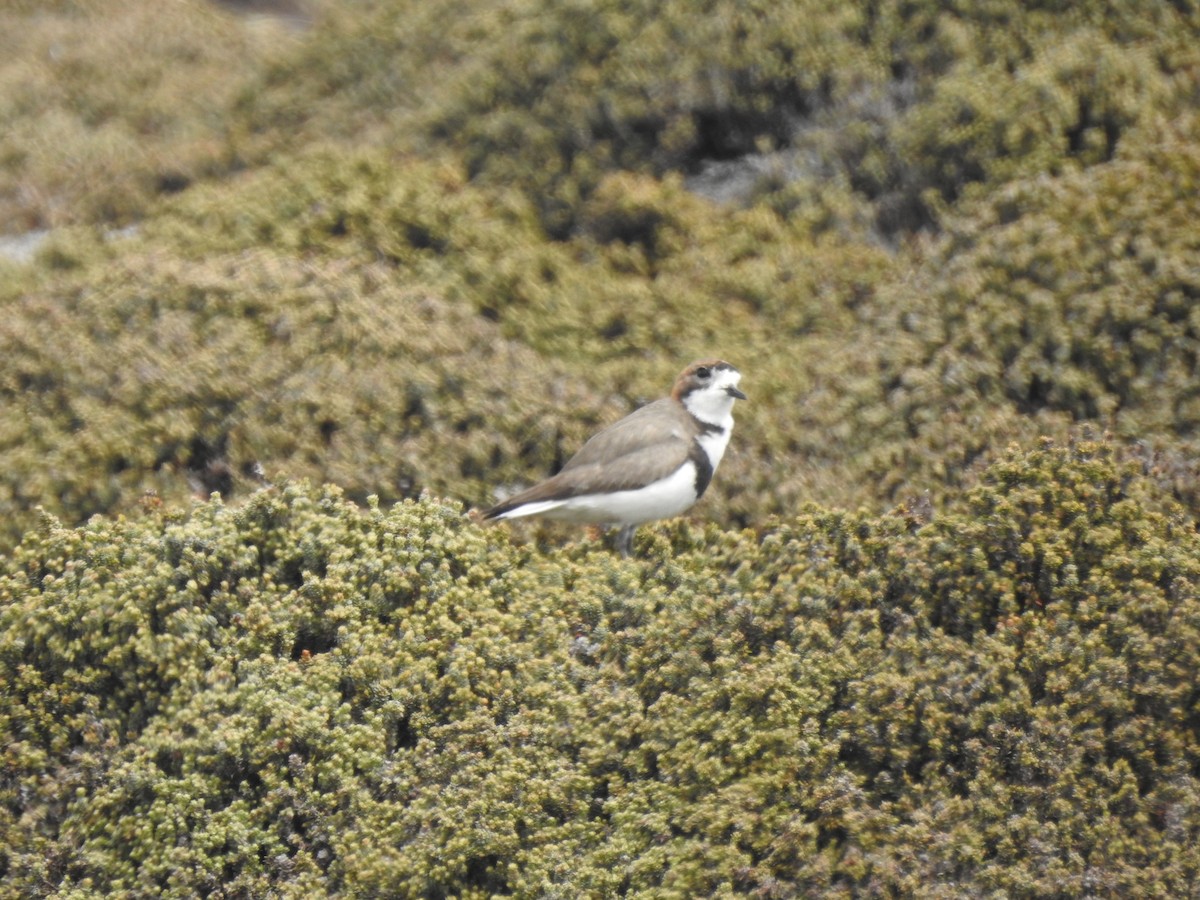 Two-banded Plover - ML582088881