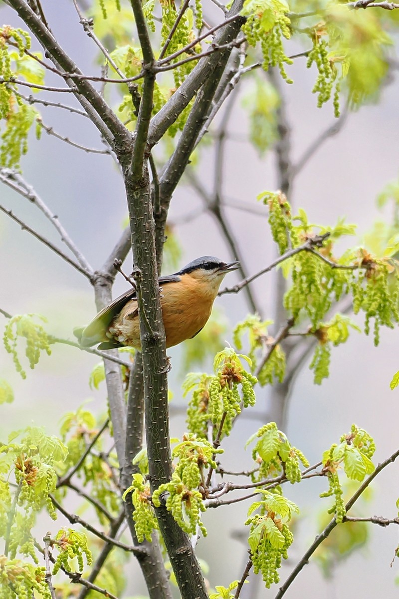 Eurasian Nuthatch (Chinese) - ML582092971