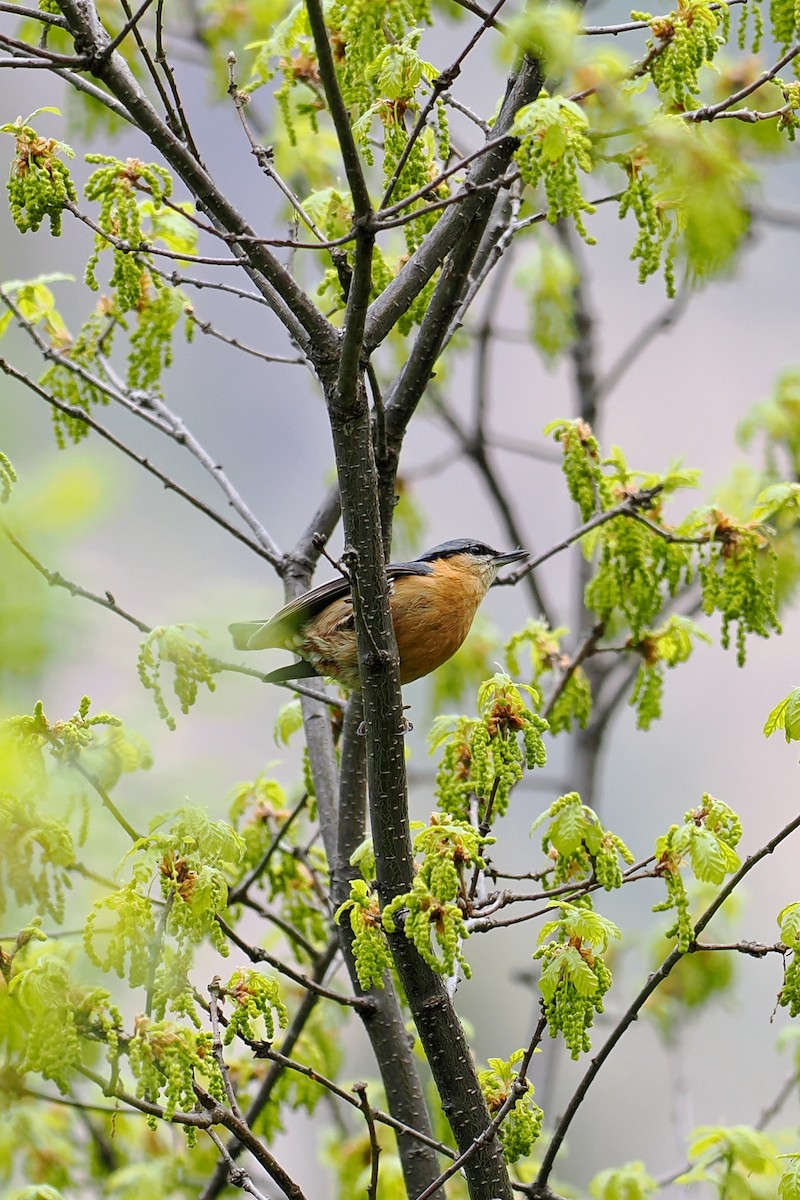 Eurasian Nuthatch (Chinese) - ML582092981