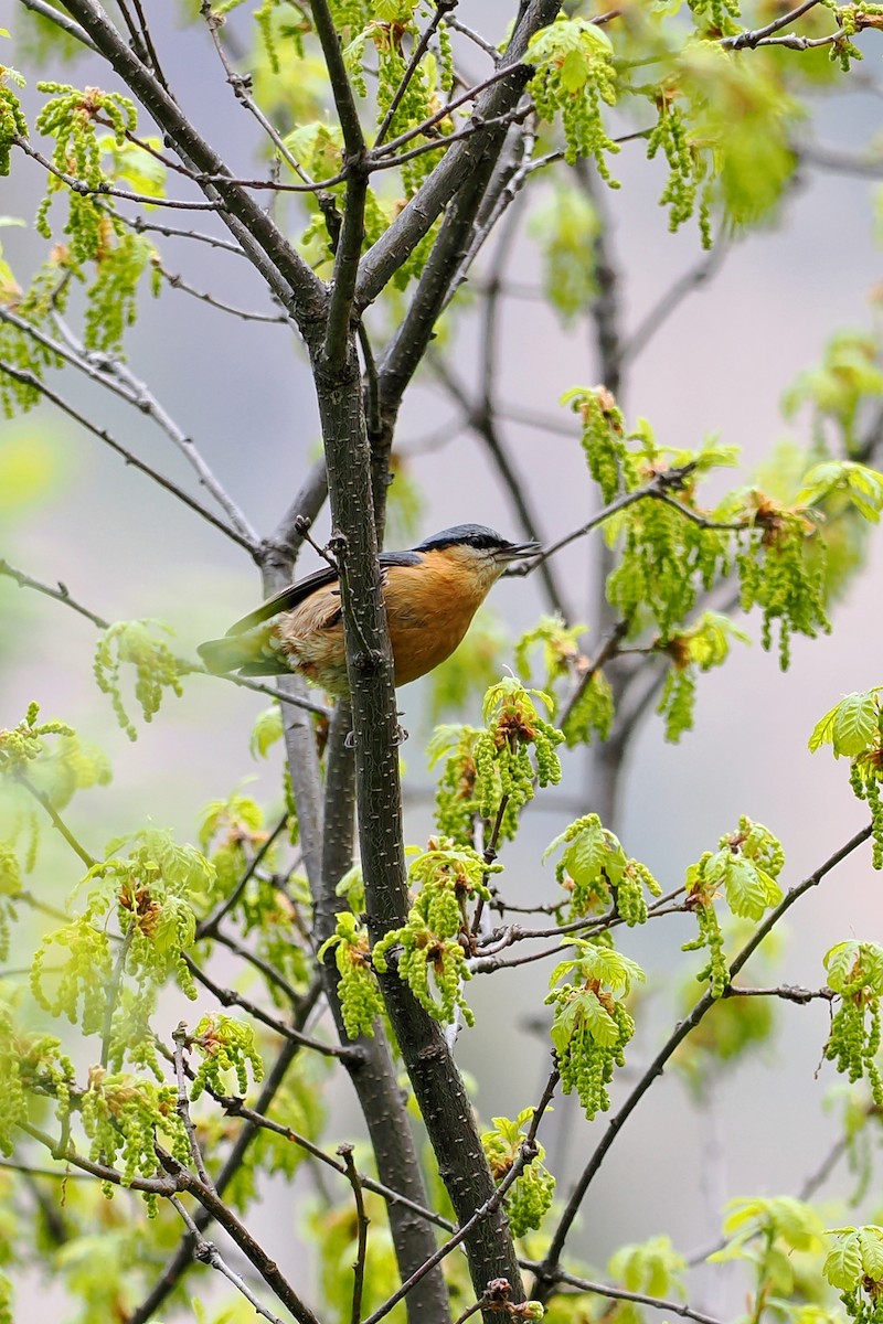 Eurasian Nuthatch (Chinese) - ML582093011