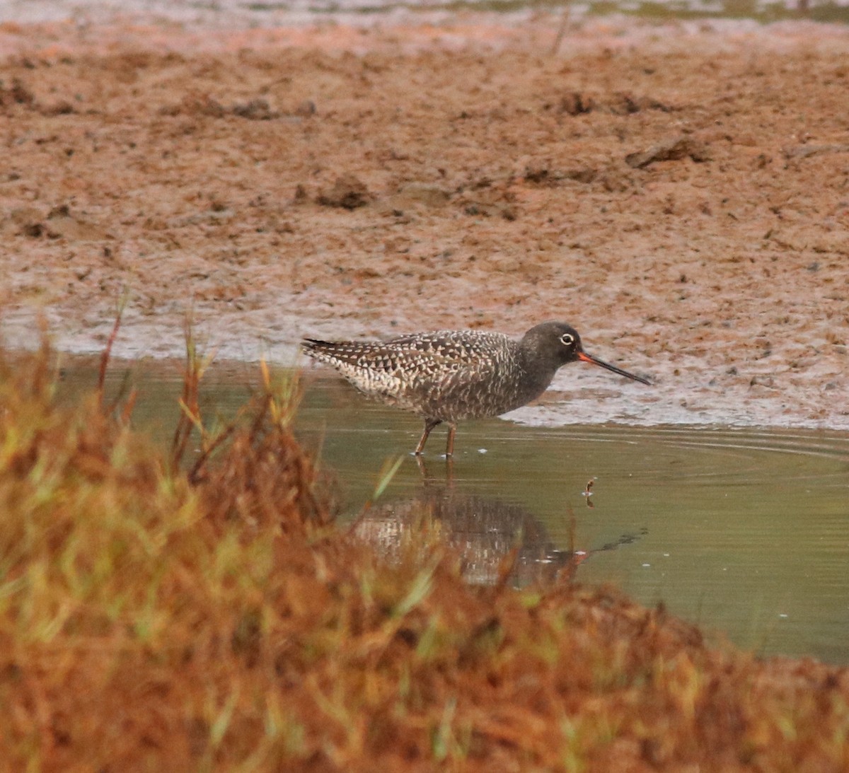 Spotted Redshank - ML582093121