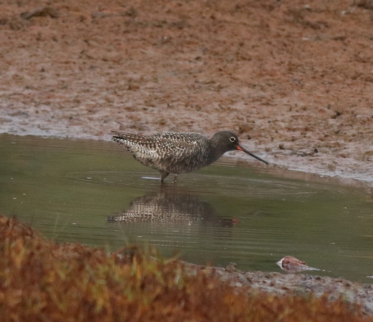 Spotted Redshank - ML582093131